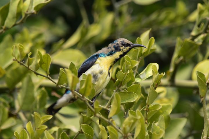 Purple Sunbird (Purpurnektarvogel)