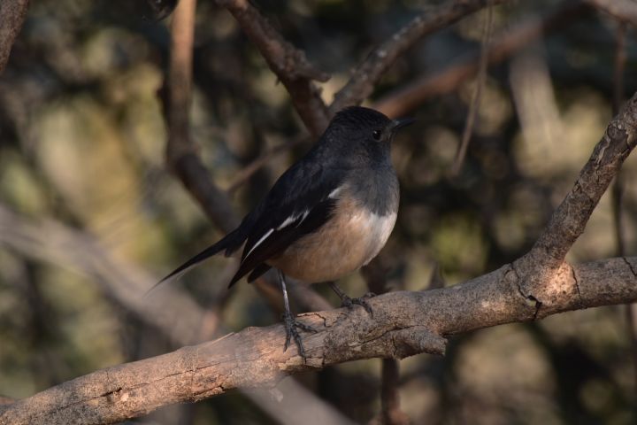 Oriental Magpie-Robin (Dajaldrossel)