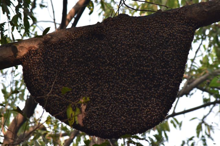 Bienenschwarm