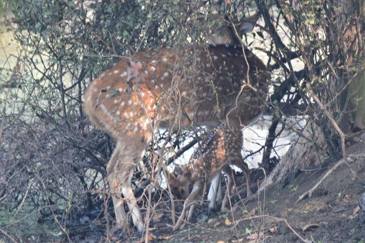 Chital mit Jungem