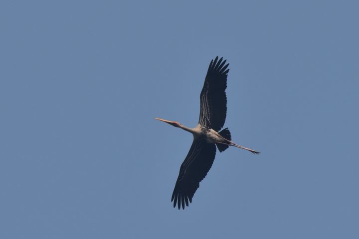 Painted Stork (Buntstorch)