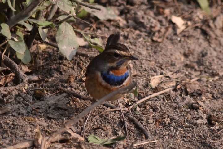 Bluethroat (Blaukehlchen)