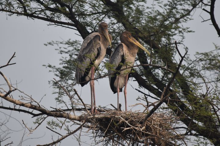 Junge Painted Stork (Buntstörche)