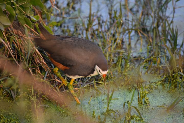 White-breasted Waterhen (Weissbrust-Kielralle)