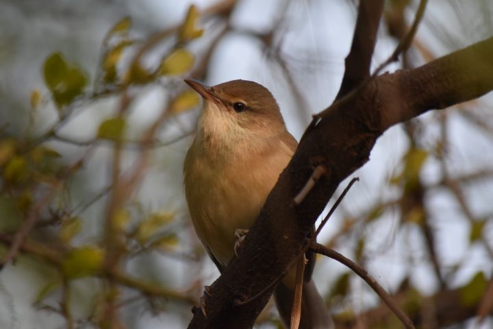 Warbler sind schwierig zu bestimmen. Wir vermuten einen Booted Warbler (Buschspötter)