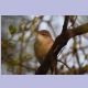 Warbler sind schwierig zu bestimmen. Wir vermuten einen Booted Warbler (Buschspötter)