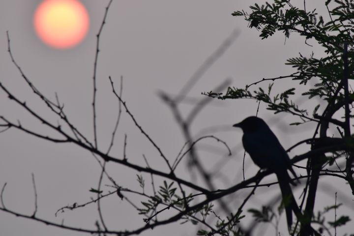 Black Drongo (Königsdrongo)