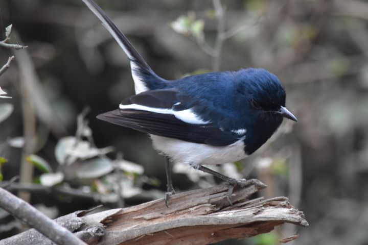 Oriental Magpie-Robin (Dajaldrossel)