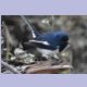 Oriental Magpie-Robin (Dajaldrossel)