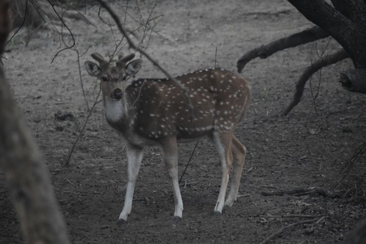 Chital im Keoladeo Nationalpark