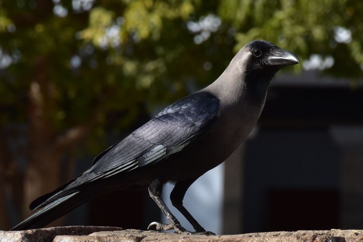 House Crow (Glanzkrähe)