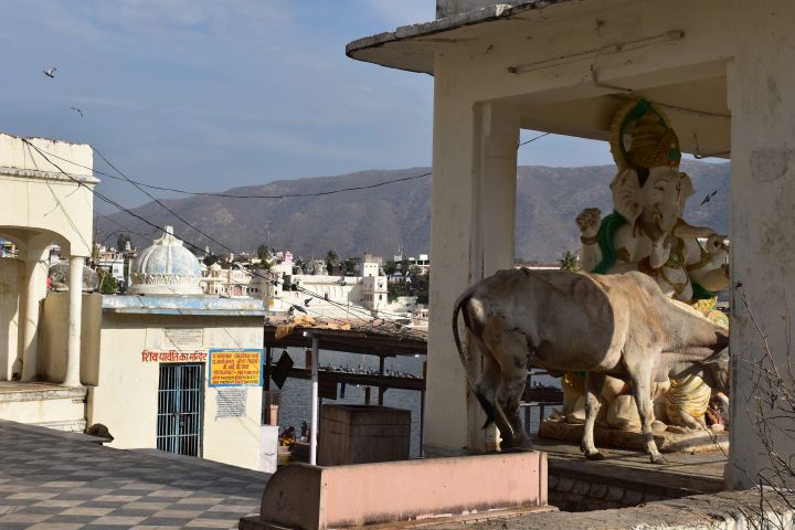 “Heilige“ Kuh bei einem Ganesh-Schrein