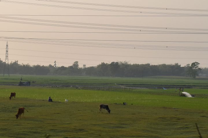 Reisfelder in der Nähe von Dalkola, Westbengalen