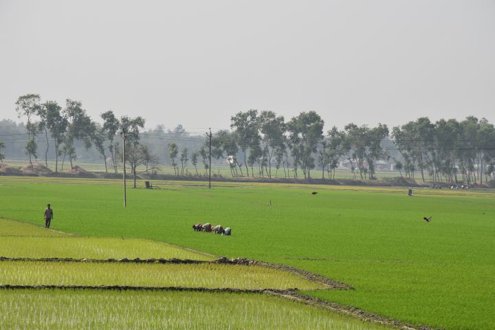 Reisanbau südlich von Raiganj, Westbengalen