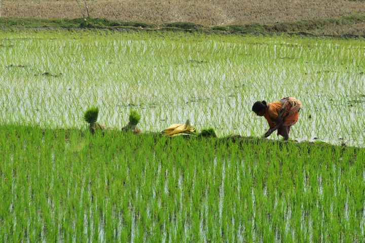 Eine Frau pflanzt Reis in einem Feld in der Nähe von Sainthiya, Westbengalen