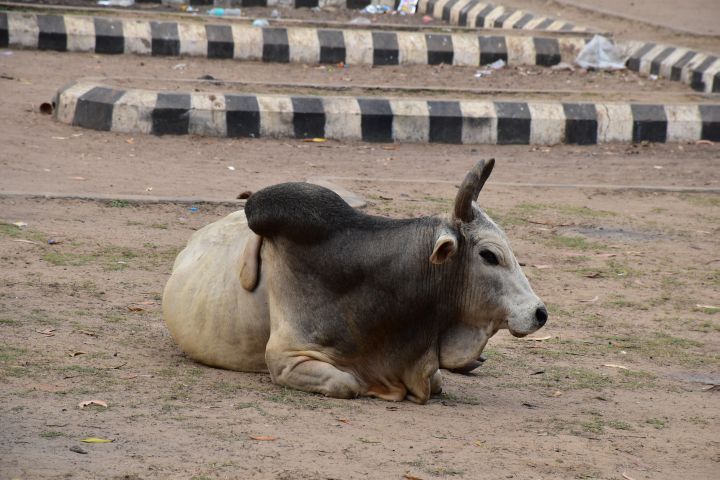 Zebu-Bulle auf einem Parkplatz liegend