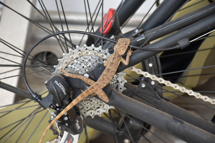 Kleine Echse klettert auf Isabellas Velo herum