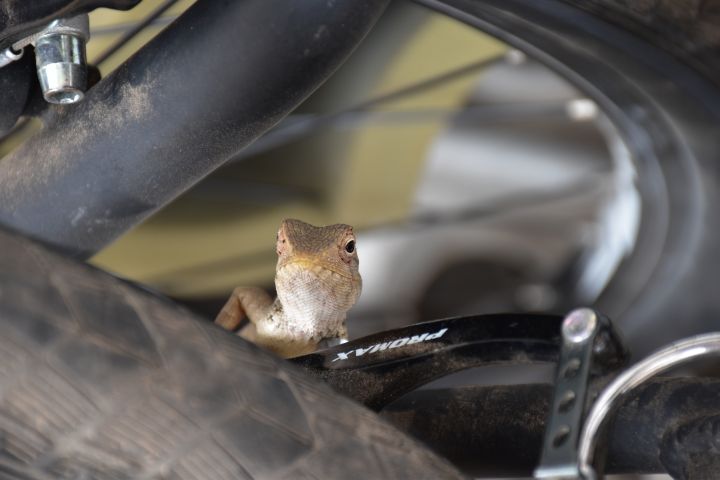 Kleine Echse klettert auf Isabellas Velo herum