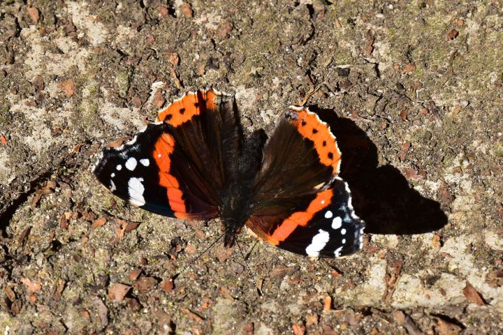 Ein Prachtexemplar von einem Admiral Schmetterling