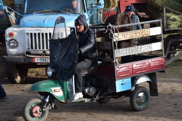 Transport Tuk-Tuk transportiert ein Rind ab