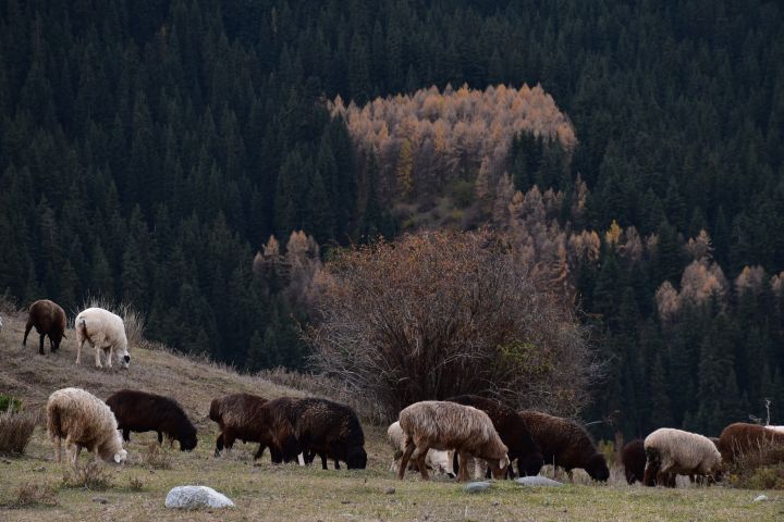 Schafe weiden in der Umgebung