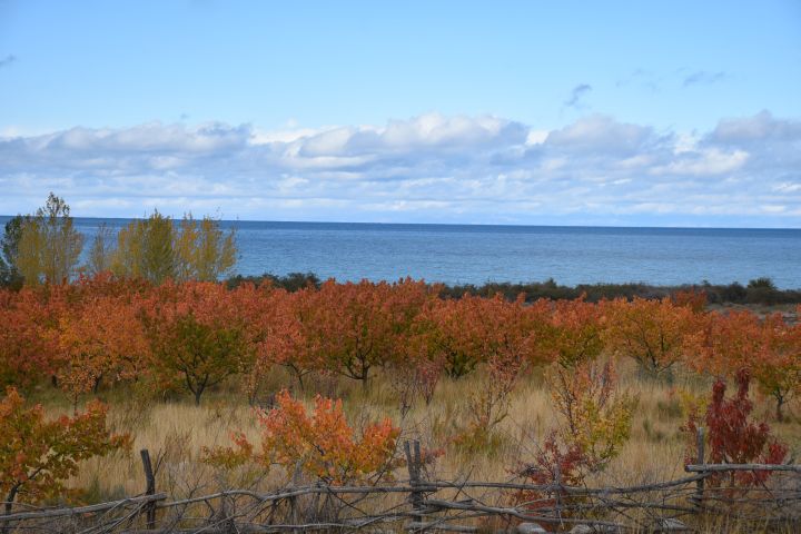 Farbige Laubbäume am Issyk-Köl