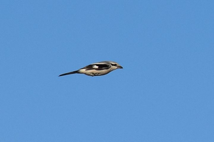 Ein Grey Shrike (Raubwürger) mit im Flug angelegten Flügeln