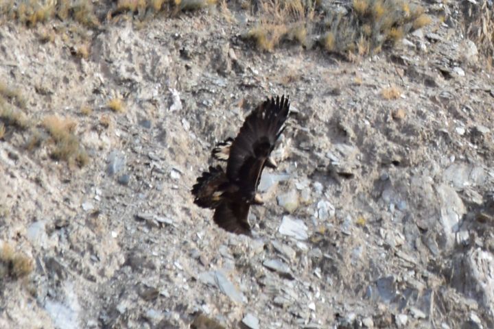 Zwei Golden Eagle (Steinadler) im Formationsflug