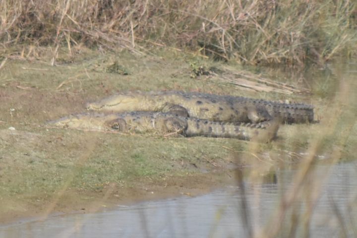 Zwei grosse Krokodile