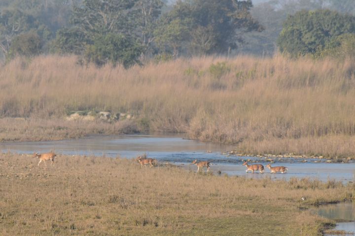 Chital unterwegs