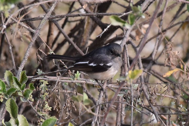 Oriental Magpie-Robin (Dajaldrossel)