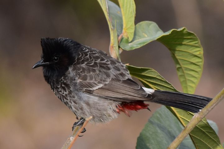 Red-vented Bulbul (Russbülbül)