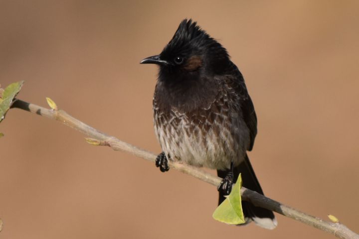 Red-vented Bulbul (Russbülbül)