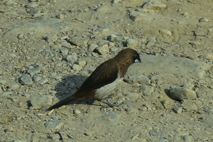 White-rumped Munia (Spitzschwanz-Bronzemännchen)