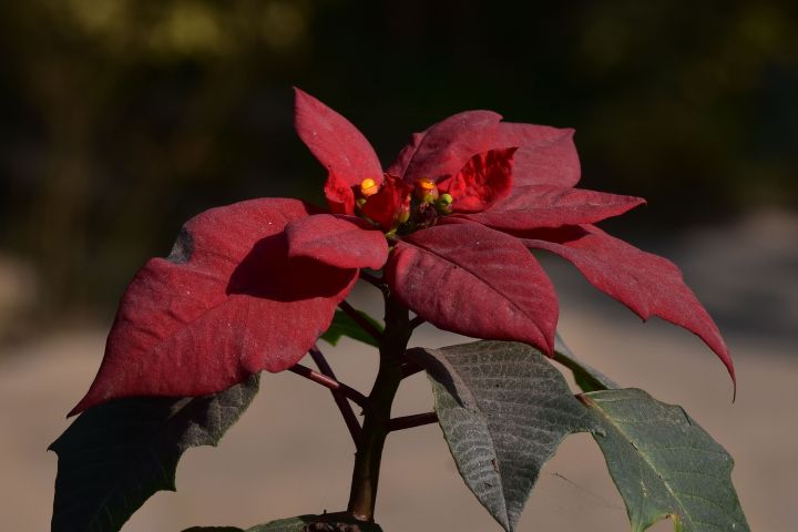 Weihnachtsstern