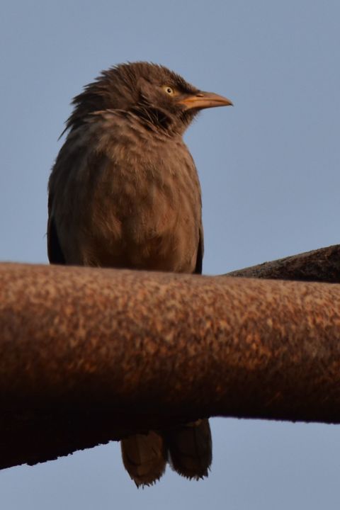 Jungle Babbler (Dschungeldrossling)