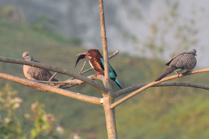 White-throated Kingfisher (Braunliest) und zwei Spotted Dove (Östliche Perlhalstauben)