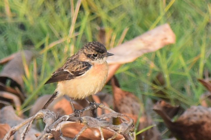 Siberian Stonechat (Sibirisches Schwarzkehlchen) (f)