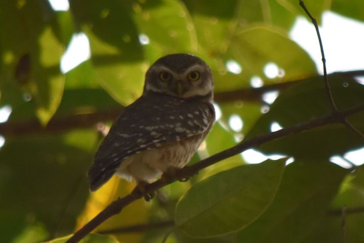 Spotted Owlet (Brahmakauz)