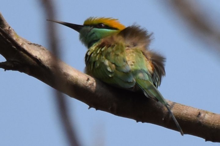 Little Green Bee-eater (Asiensmaragdspint)