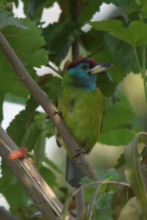 Blue-throated Barbet (Blauwangen-Bartvogel)