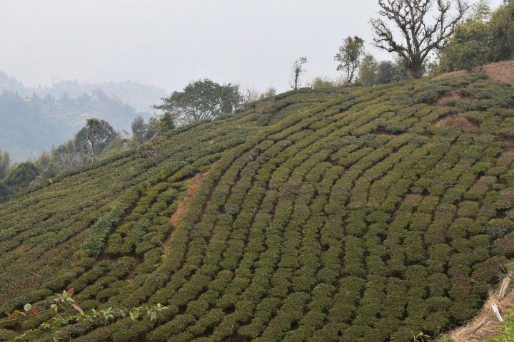 Teeplantagen bei Kolbung ganz im Osten von Nepal, nahe der Grenze zum indischen Darjeeling