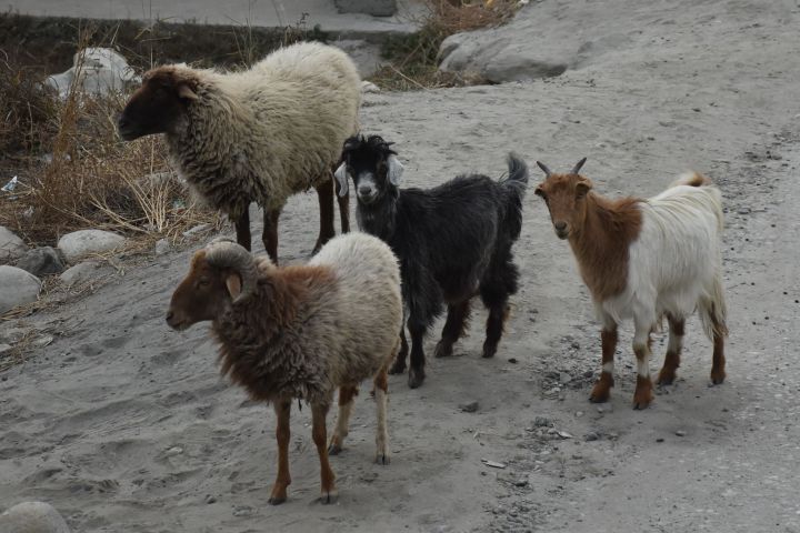 Ziegen und Schafe, die Nutztiere im gebirgigen Norden Pakistans