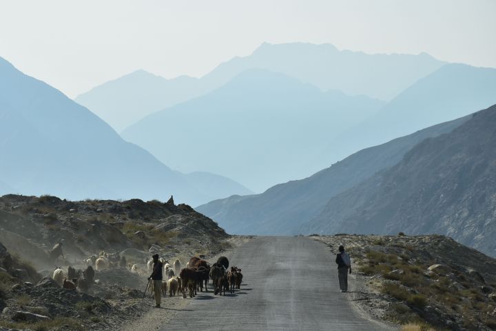 Kleiner Viehtrieb am Strassenrand auf dem Karakorum Highway unterhalb der Raikot Brücke