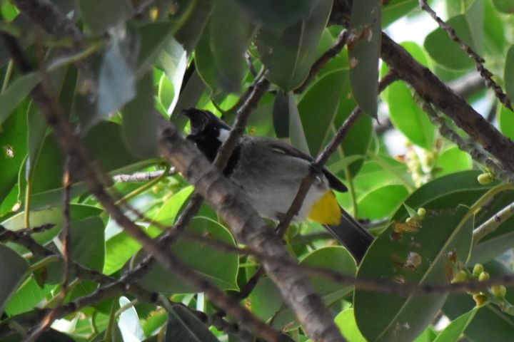 Himalayan Bulbul (Himalajabülbül)