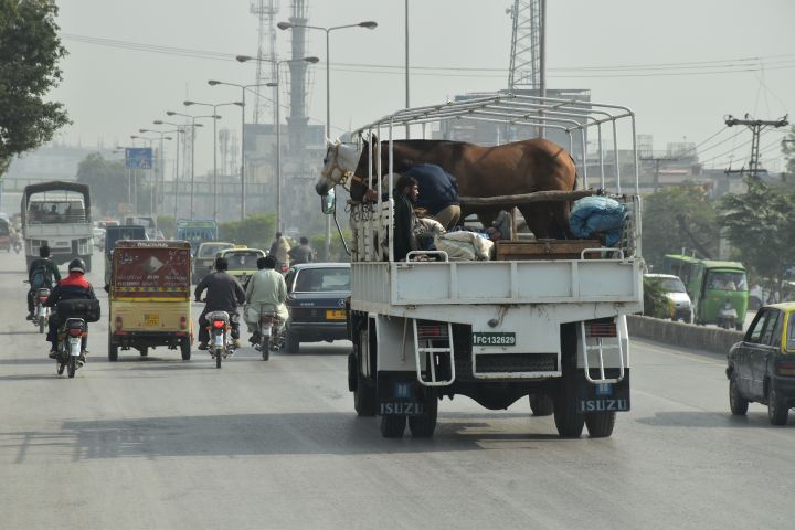 Pferdetransport auf normalem Lastwagen