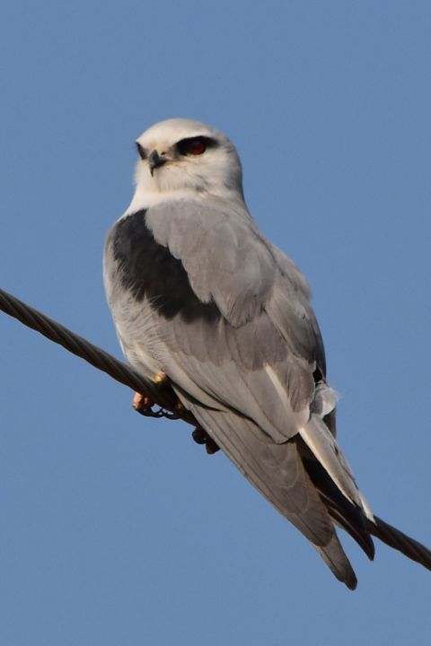 Black-shouldered Kite (Gleitaar)