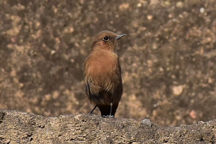 Indian Chat (Braunschmätzer)