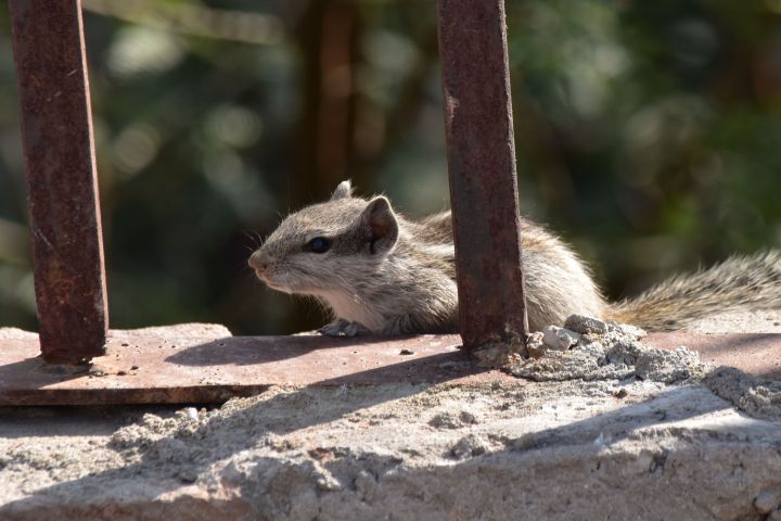 Putziges Palmenhörnchen