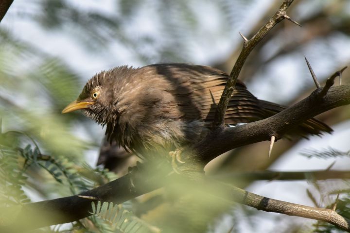 Jungle Babbler (Dschungeldrossling)